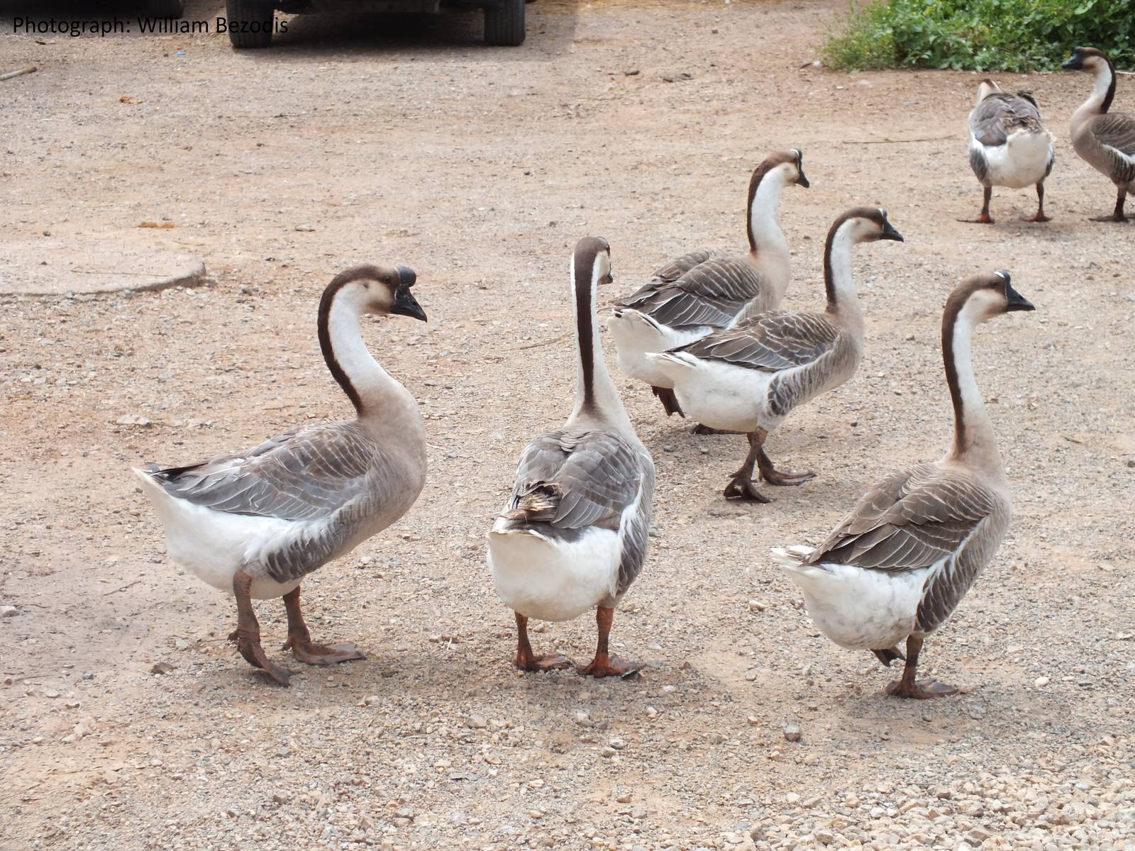 Free-roaming geese