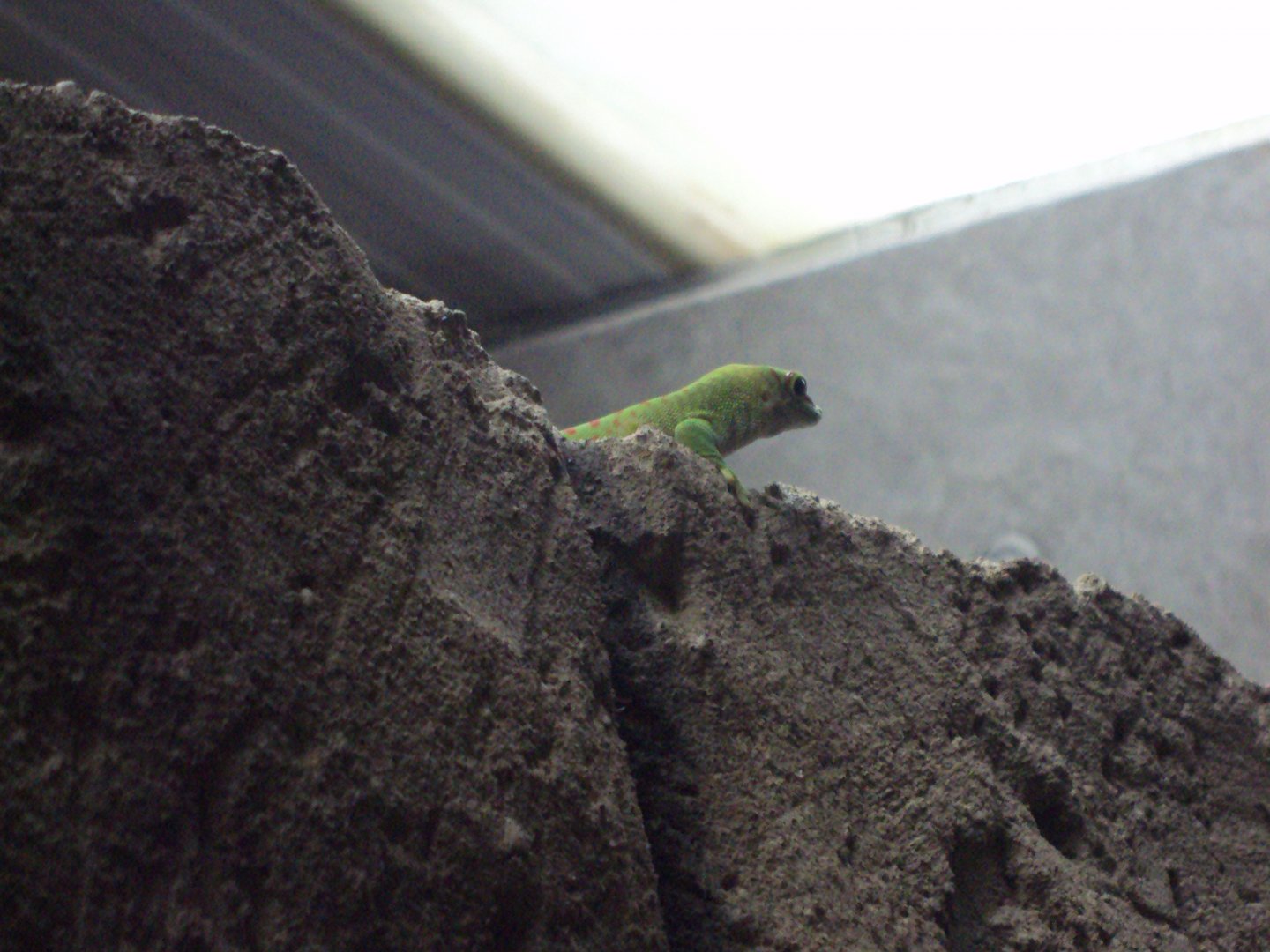 Free roaming Giant Day Gecko 31/10/2019