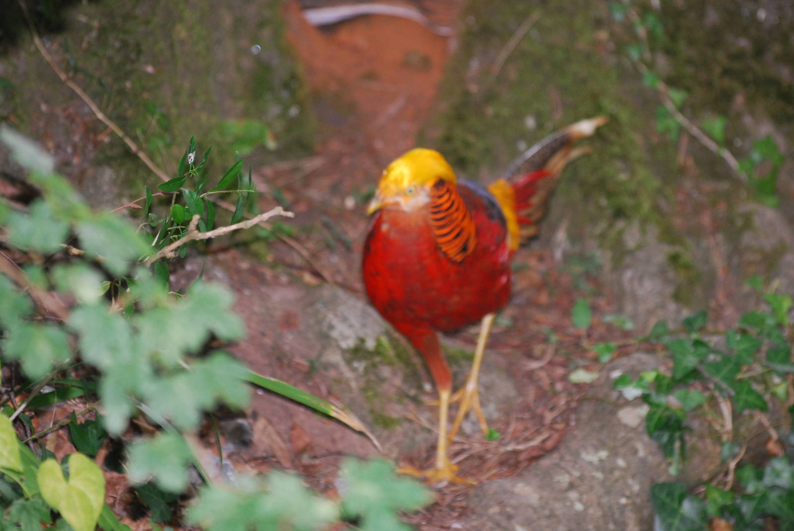 Free-roaming golden pheasant