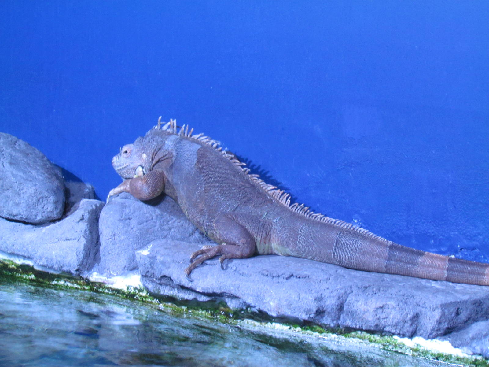 Free Roaming Green Iguana