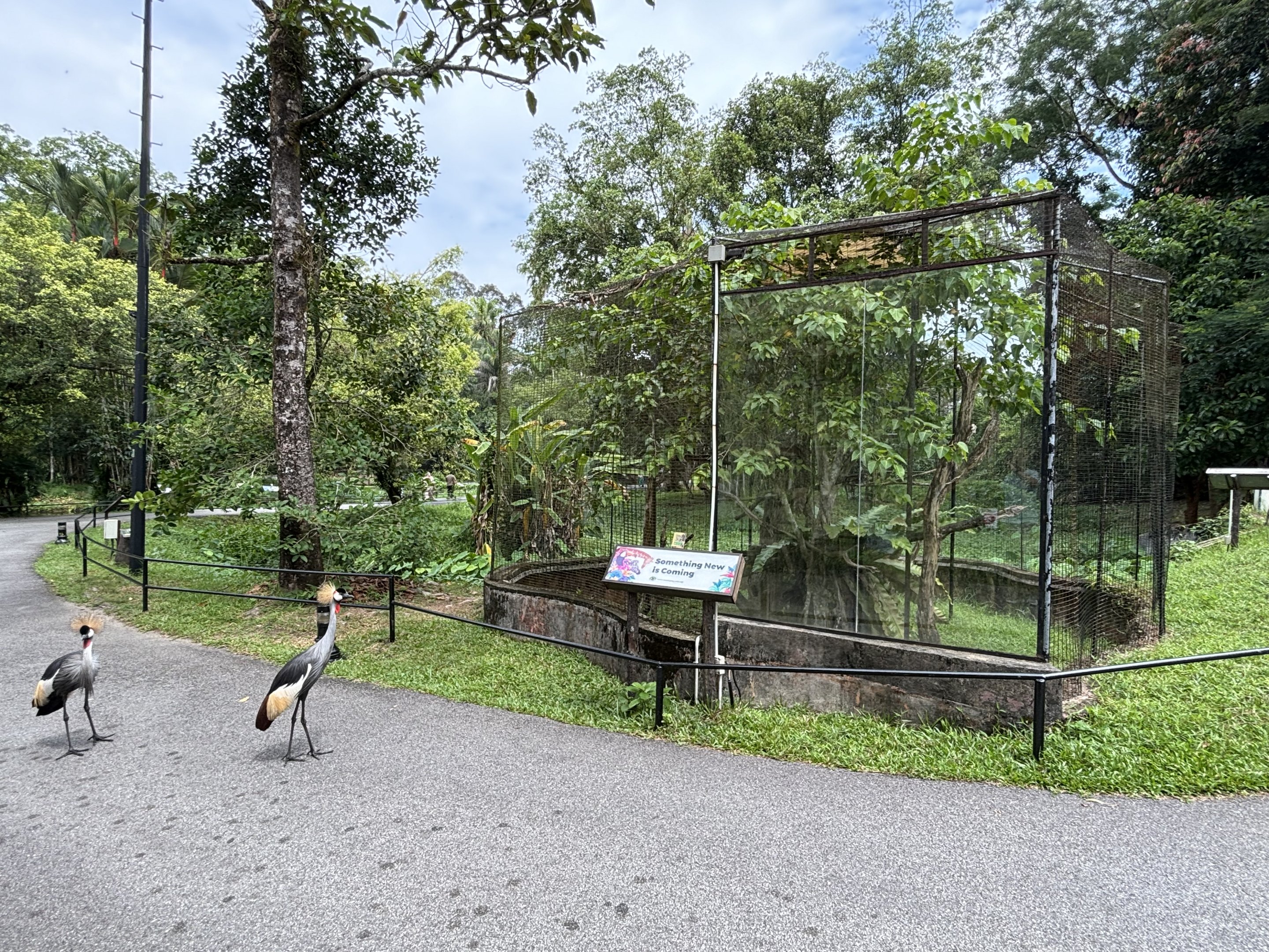 Free-roaming Grey Crowned Cranes