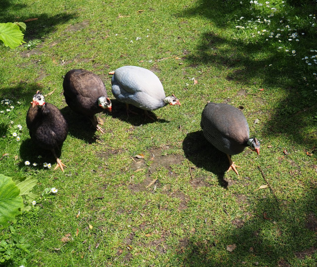 Free-roaming helmeted guineafowl (Numida meleagris), 2019-06-01