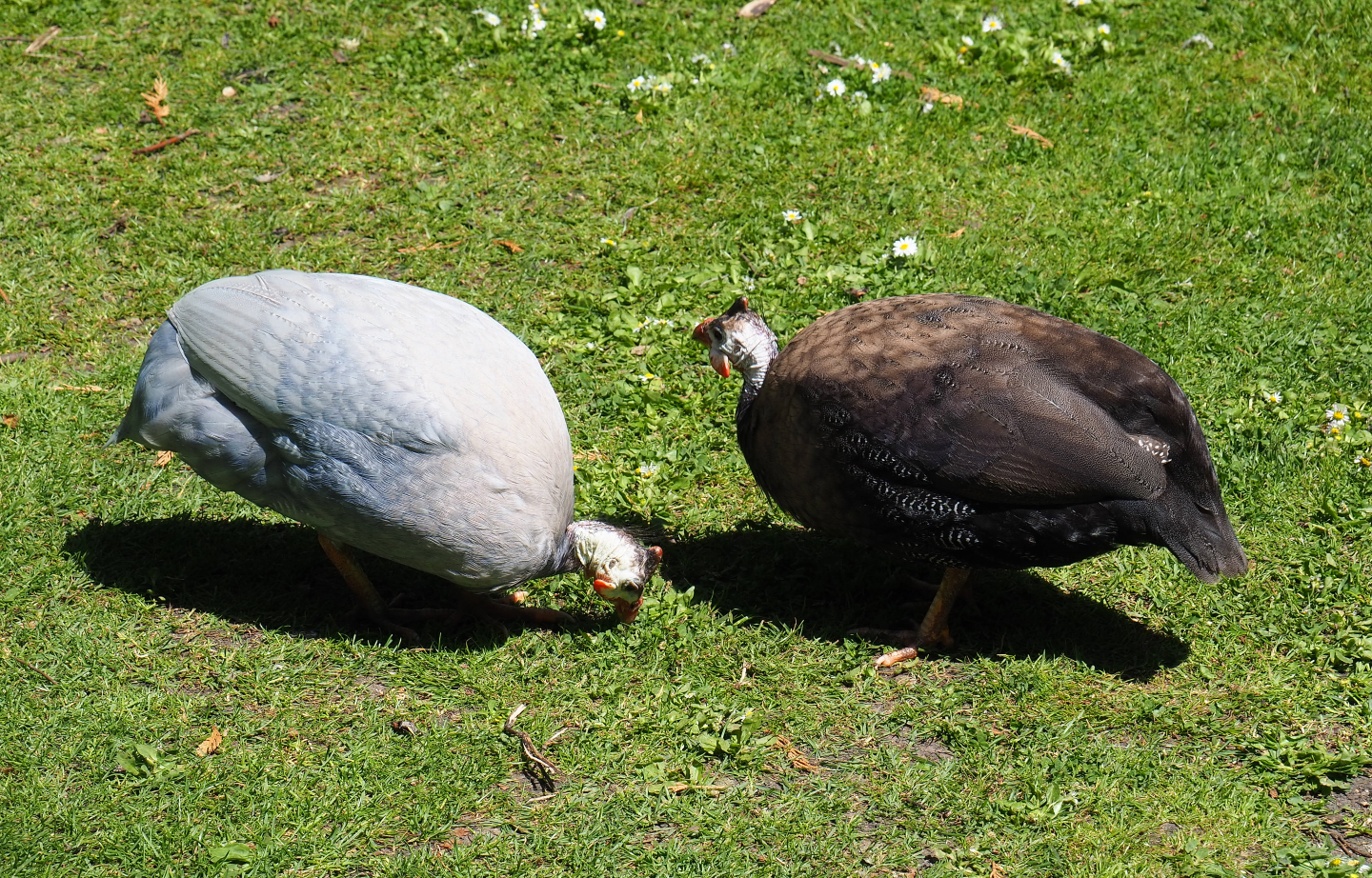 Free-roaming helmeted guineafowl (Numida meleagris, domestic color mutations), 2019-06-01