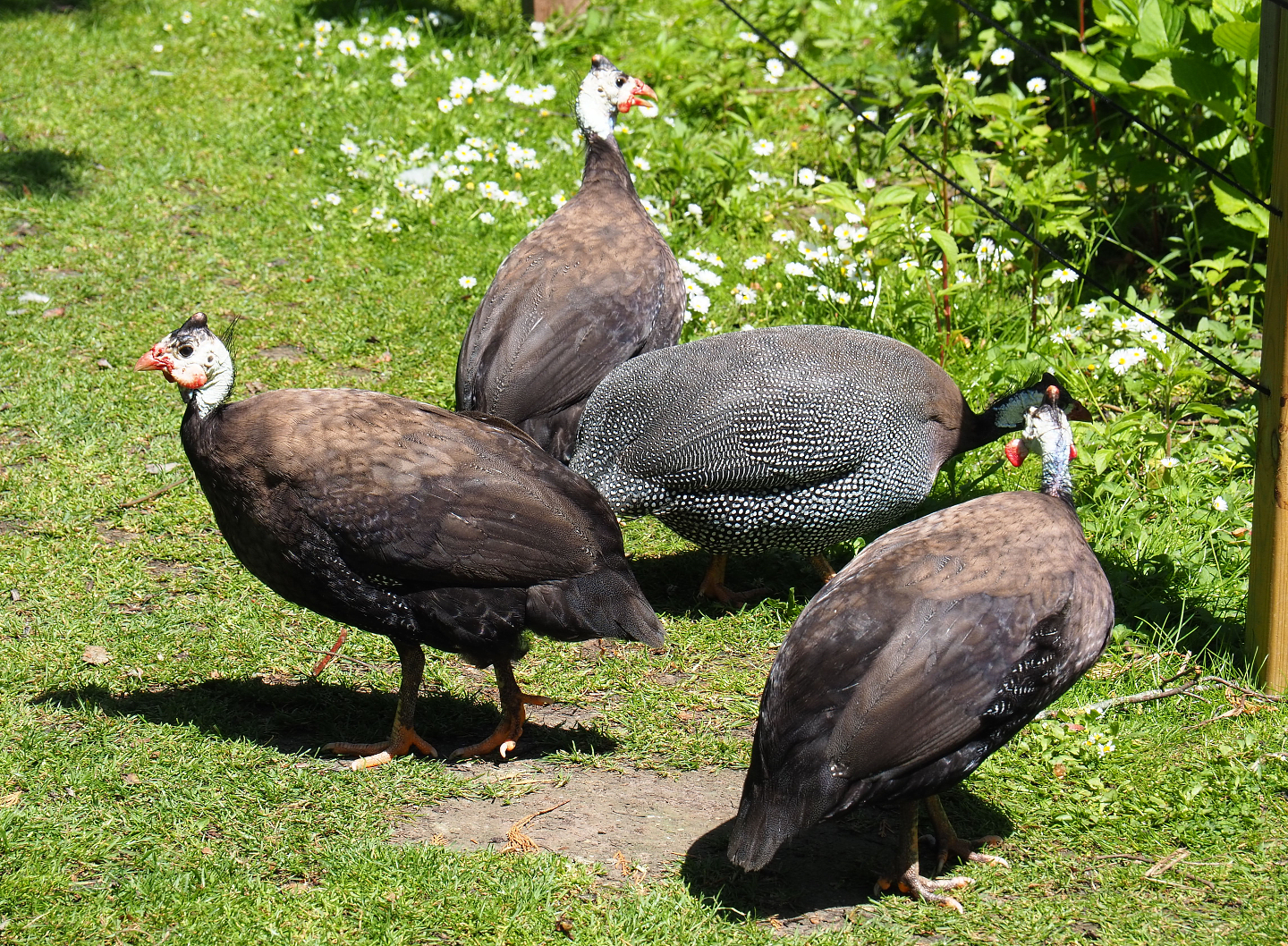 Free-roaming helmeted guineafowl (Numida meleagris, domestic color mutations), 2019-06-01