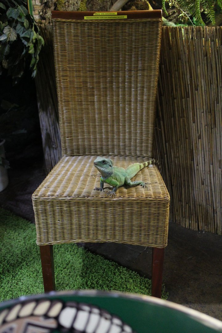Free Roaming Iguana