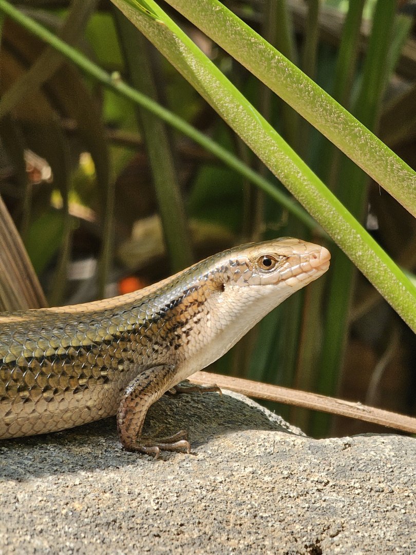 Free roaming in Monsoon Forrest