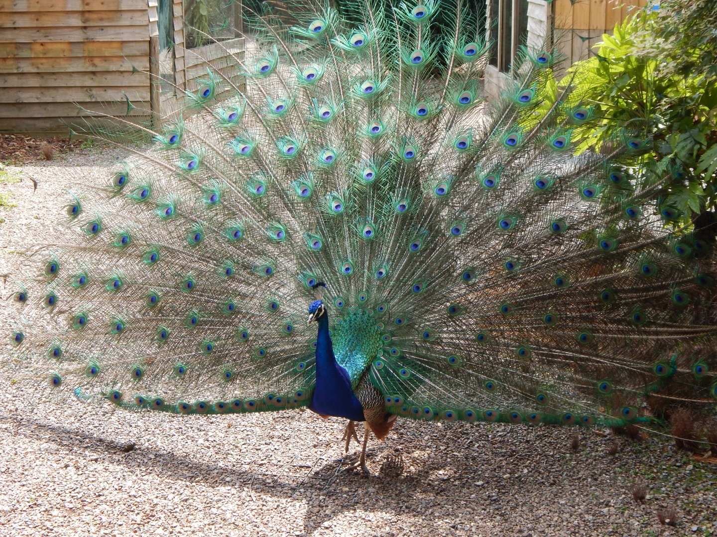 Free roaming Indian peafowl 060625