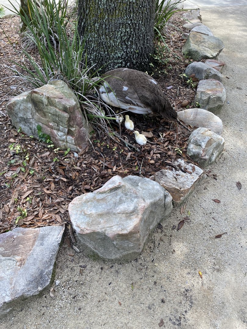 Free Roaming Indian Peafowl with Chicks - 6/22/2023