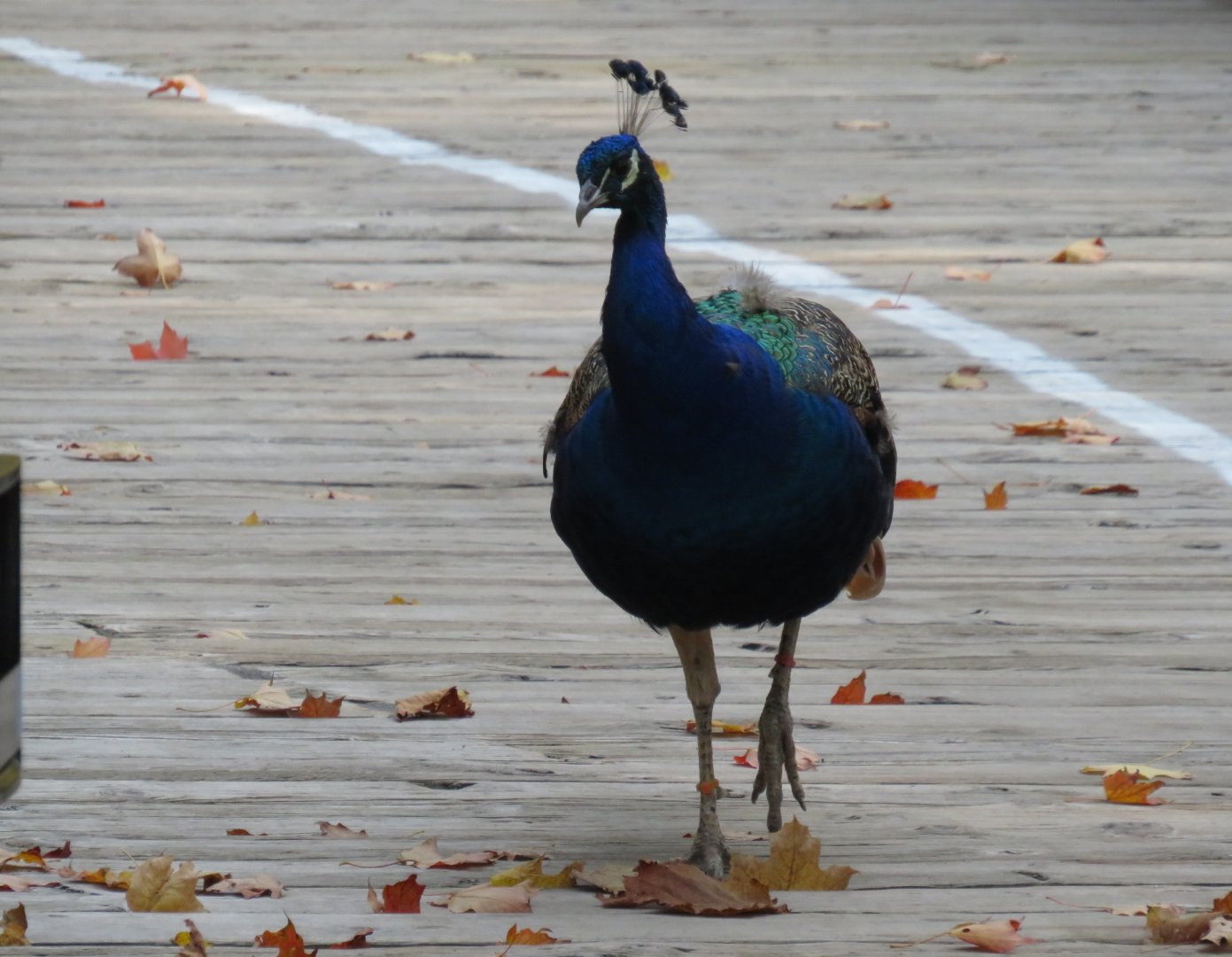 Free-roaming Indian peafowl
