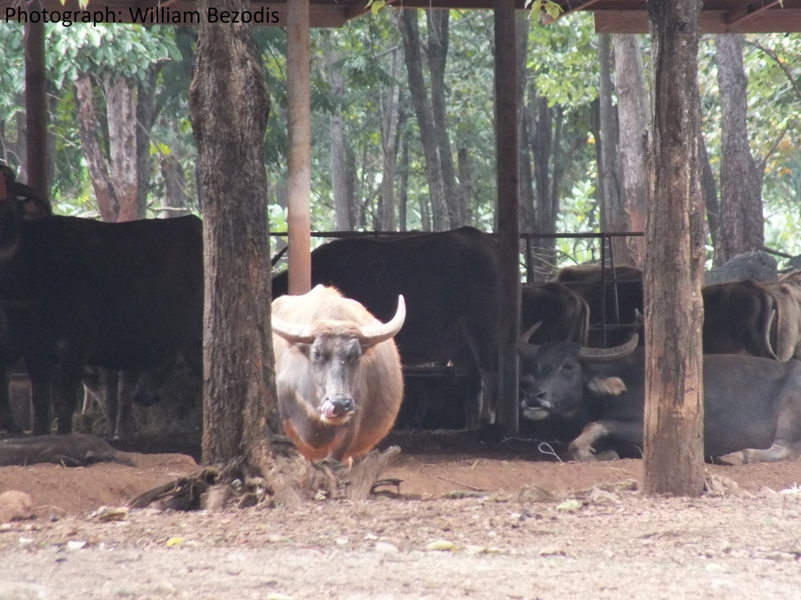 Free-roaming(ish) water buffalo
