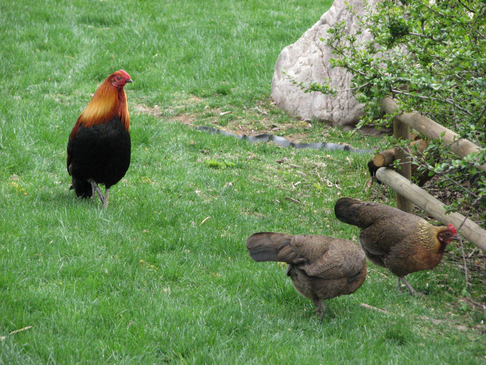 Free Roaming Junglefowl