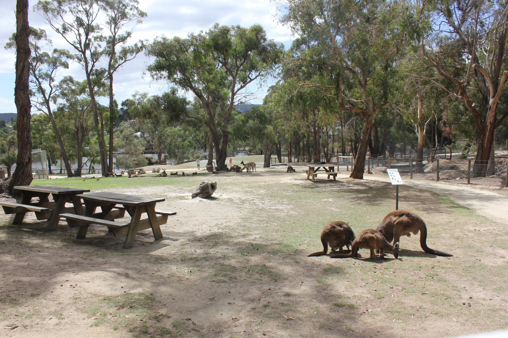 Free roaming KI Kangaroo, Emu & Alpaca area