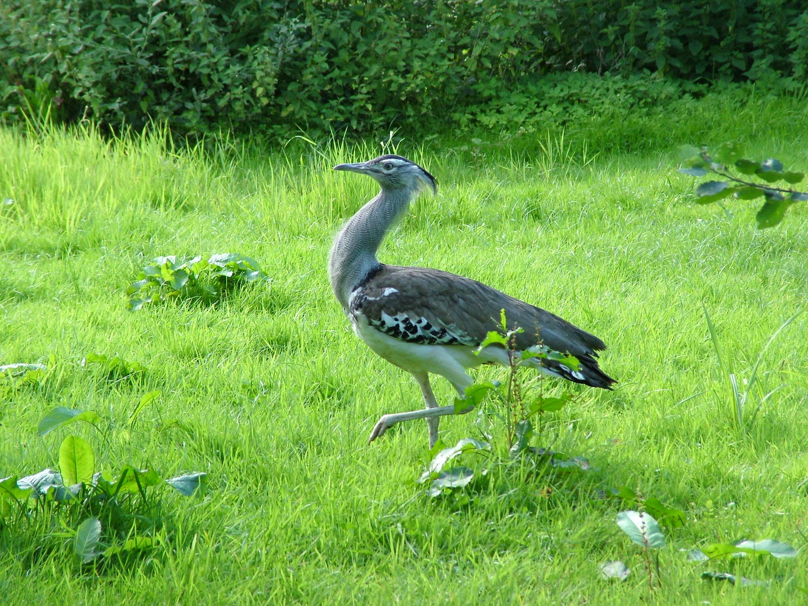Free-roaming Kori Bustard at Niendorf 05/09/07