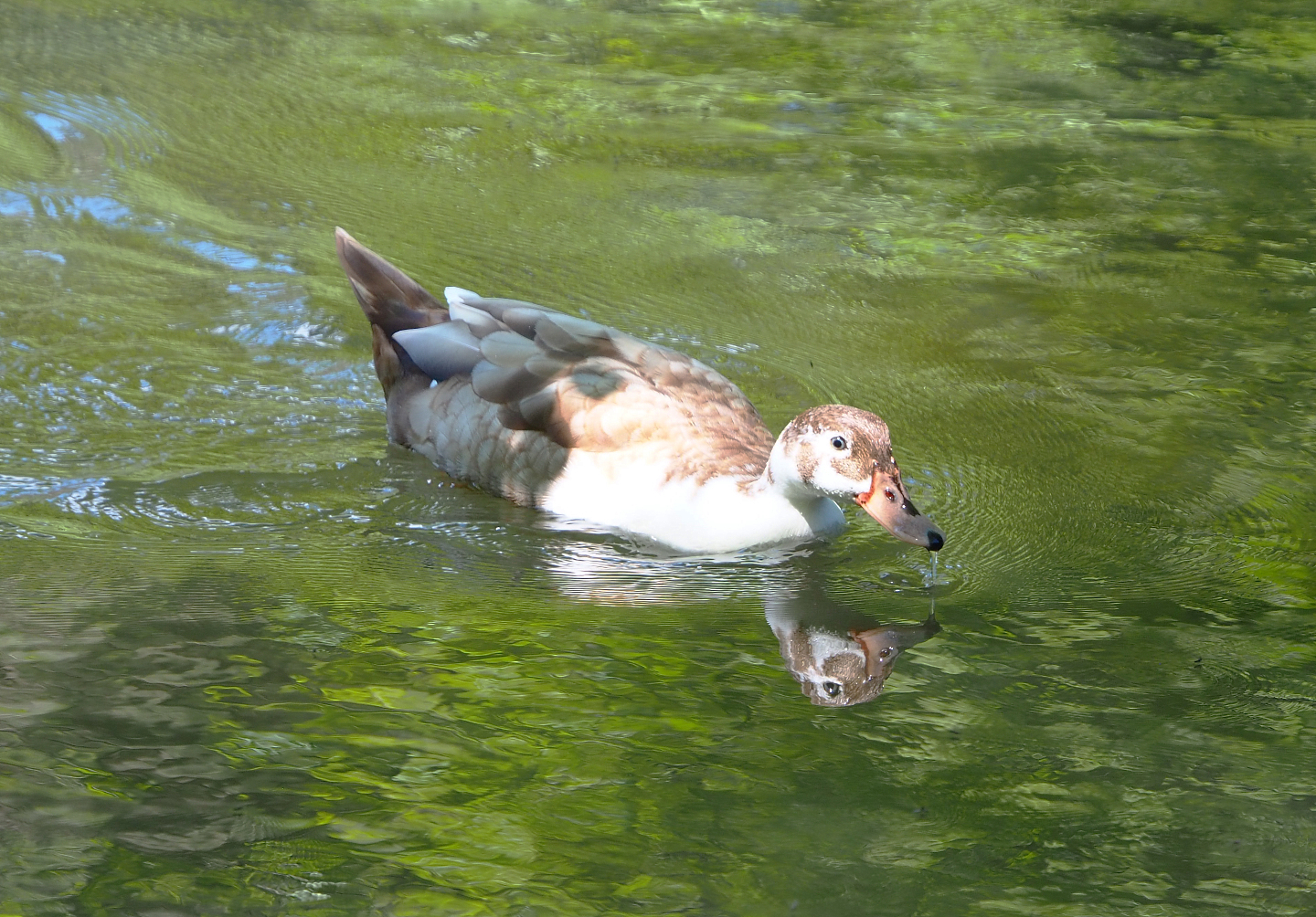 Free-roaming Mallard/Domestic duck hybrid (Anas platyrhynchos), 2021-05-29