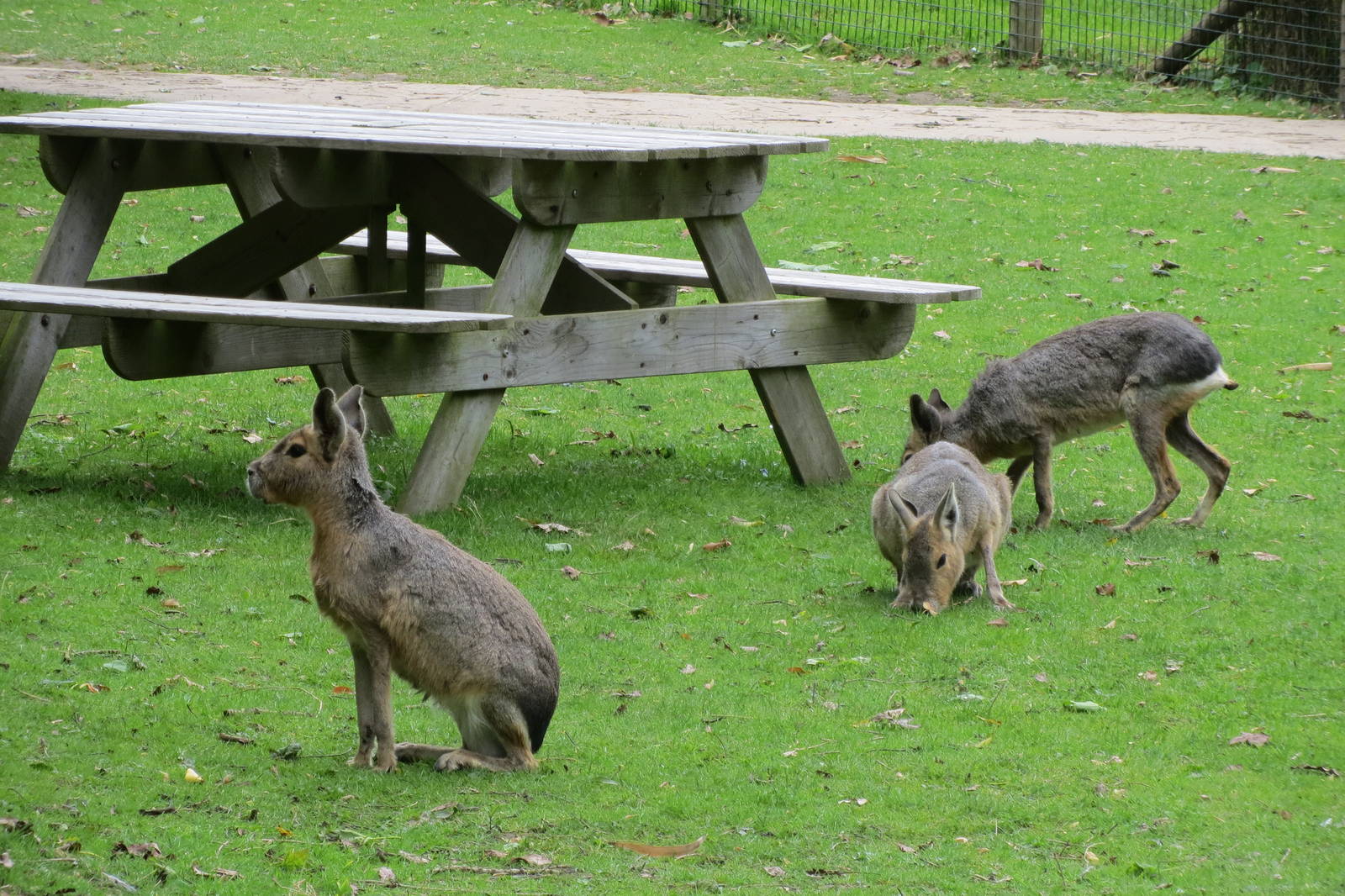 Free-roaming Maras 070515
