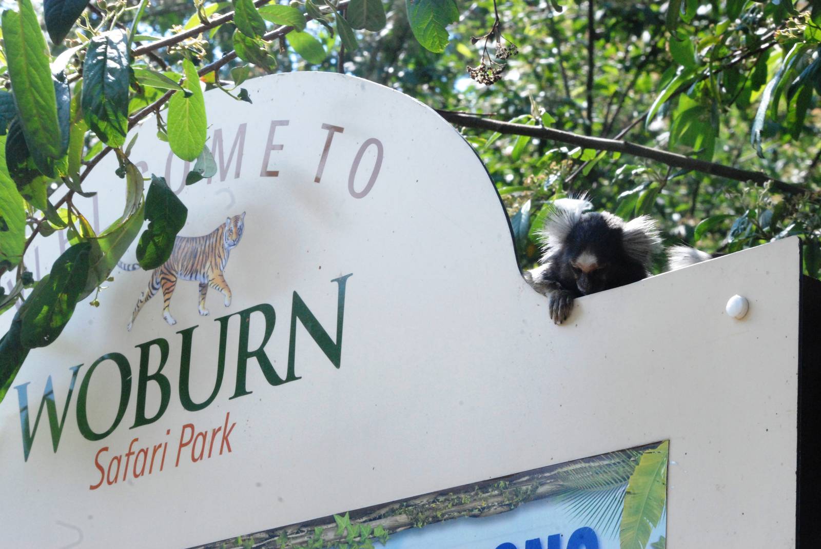 Free-roaming Marmoset at Woburn, 22/07/12
