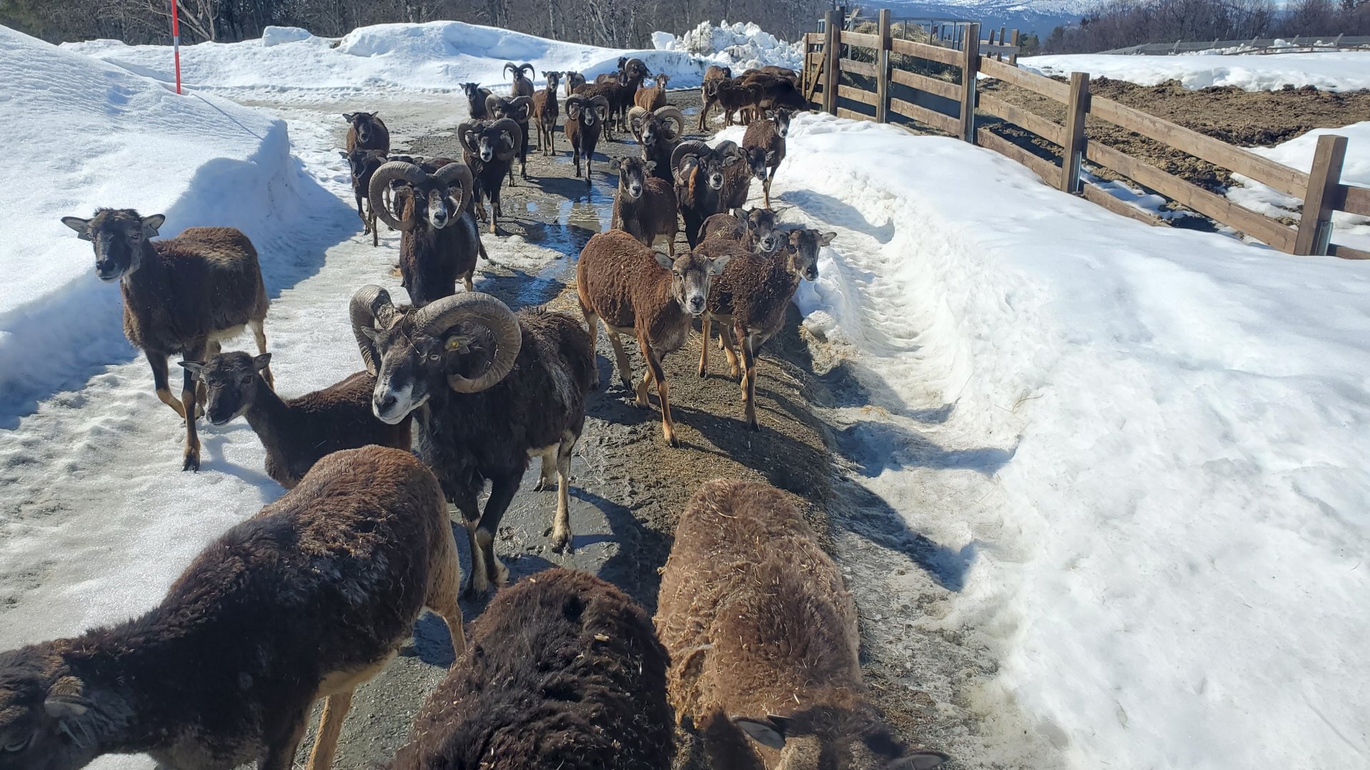 Free-roaming Mouflon - April 2023