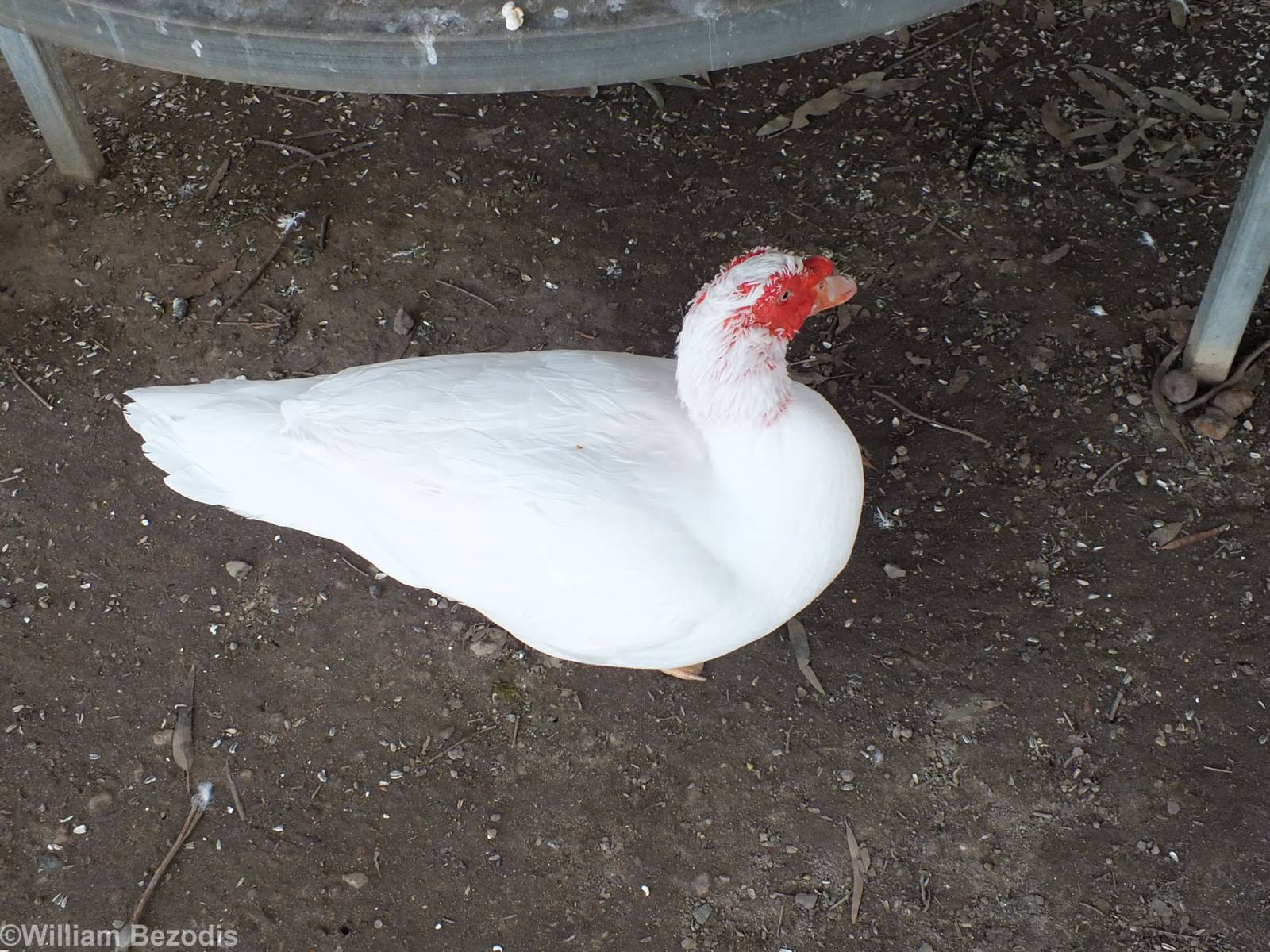 Free-roaming Muscovy Duck Under the Parrot Cages - Cohunu Koala Park