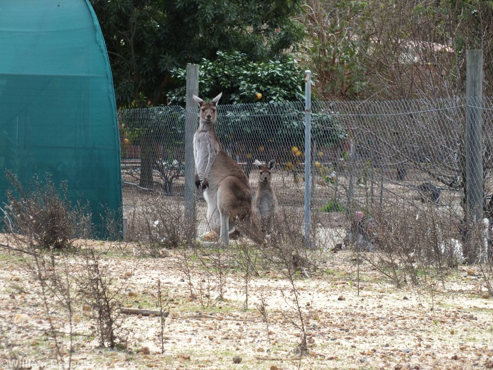 Free-roaming or Possibly Wild Western Grey Kangaroos - Cohunu Koala Park