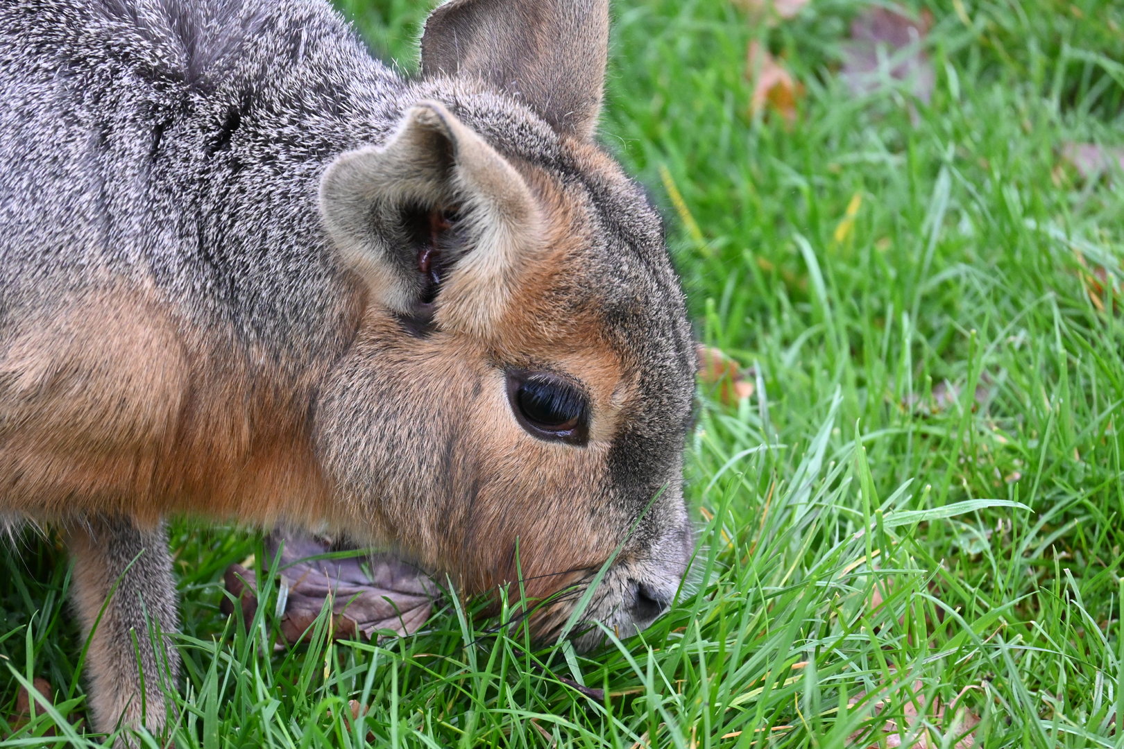 Free-roaming Patagonian Mara