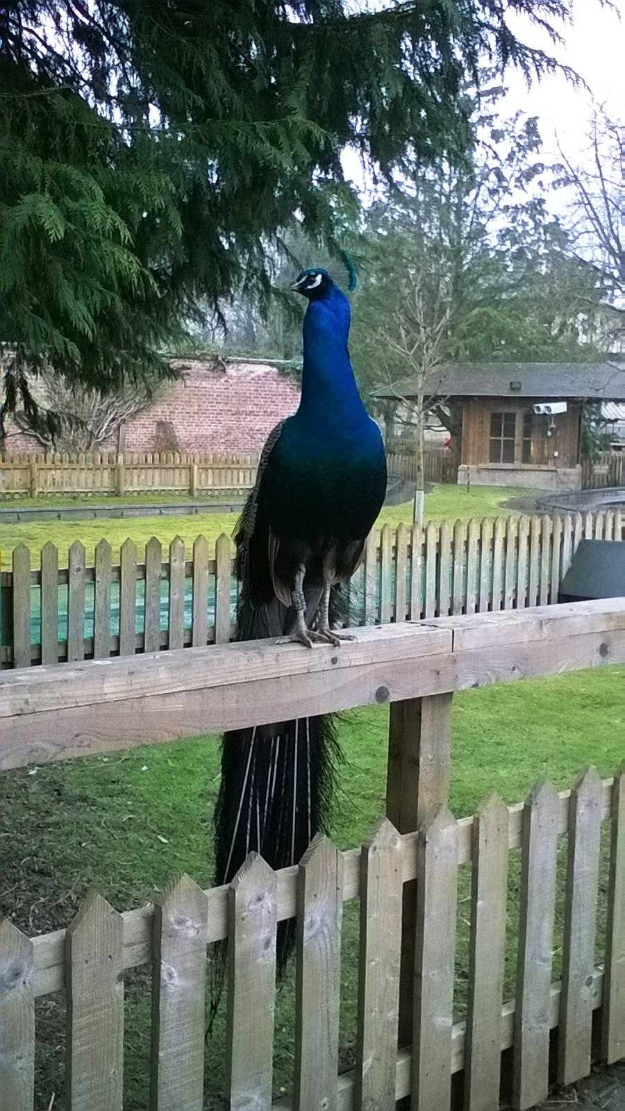 Free Roaming Peacock 02-Apr-16