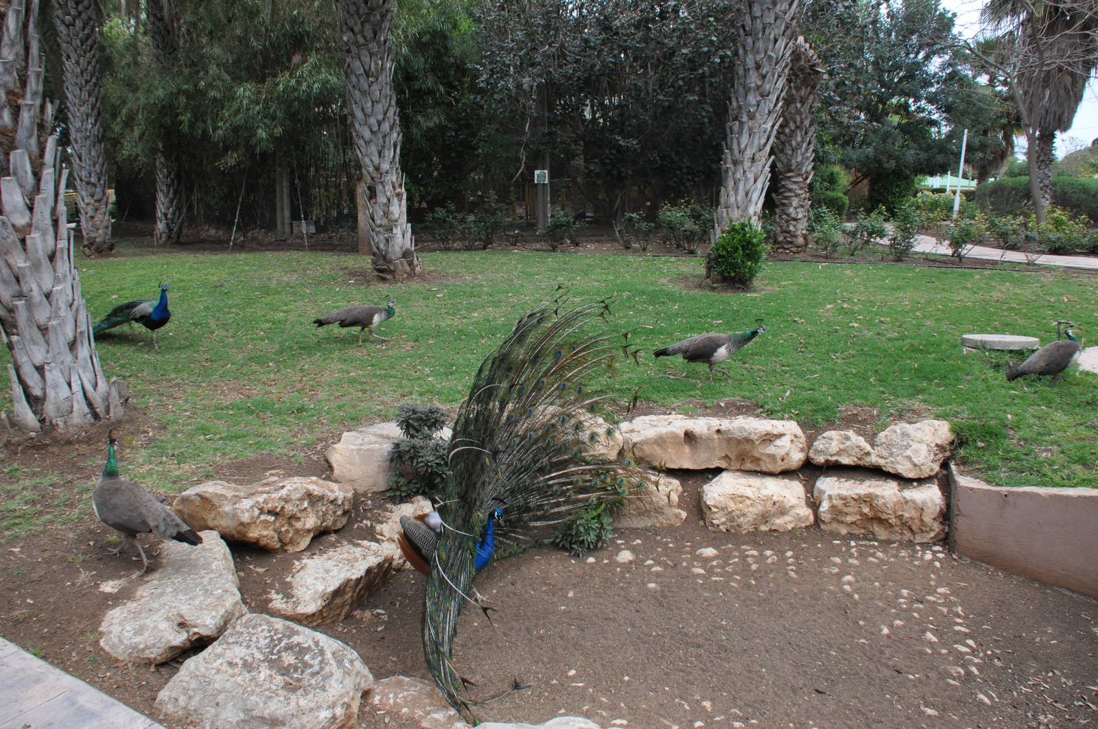 Free roaming peacocks