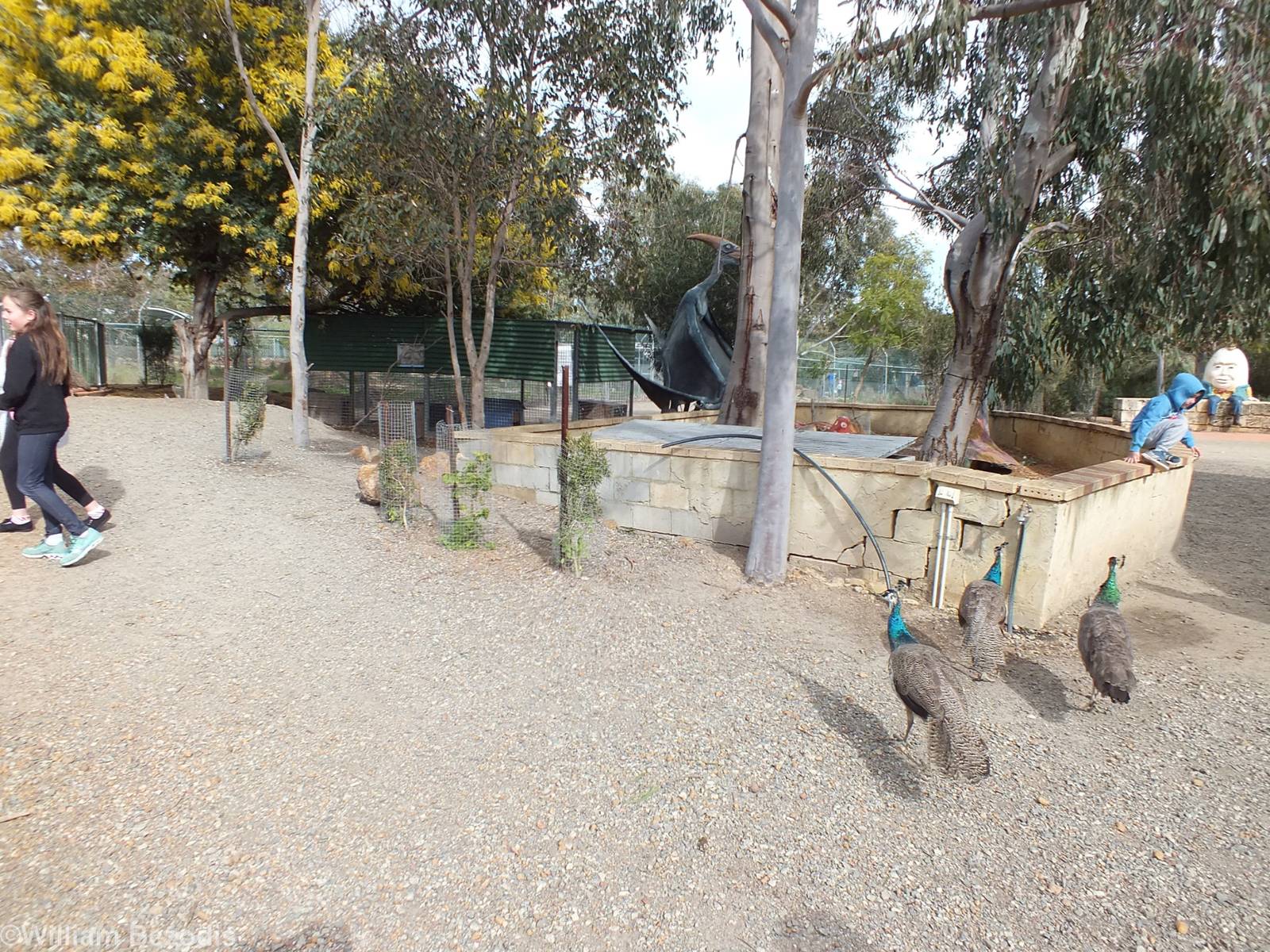 Free-roaming Peafowl and Rabbit Enclosure - Cohunu Koala Park