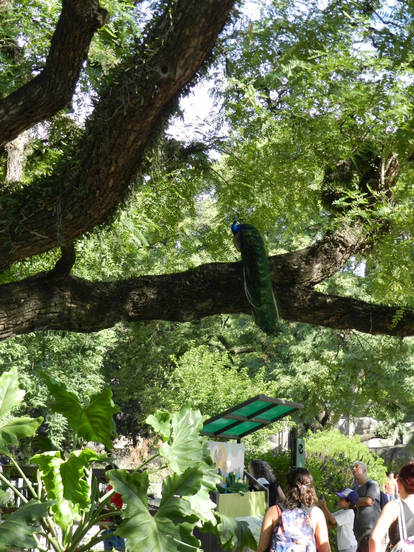 Free roaming peafowl - Ecoparque BA