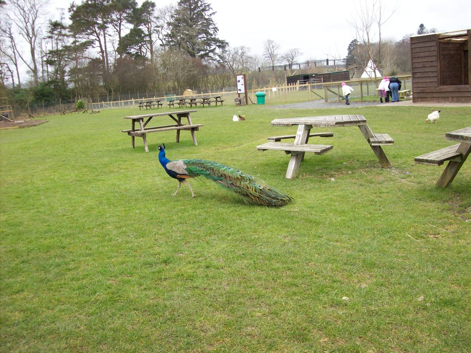 free roaming peafowl