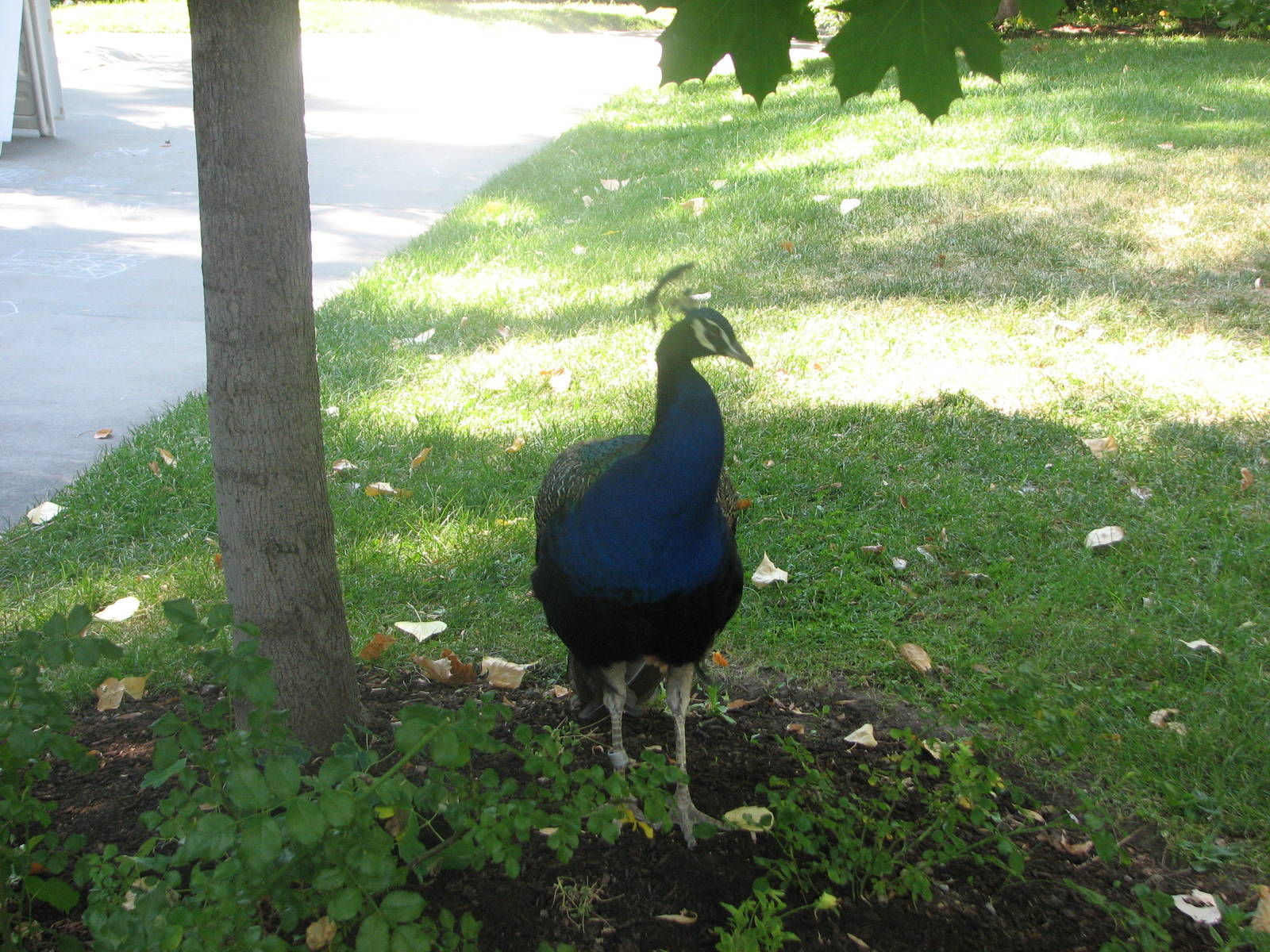 Free Roaming Peafowl