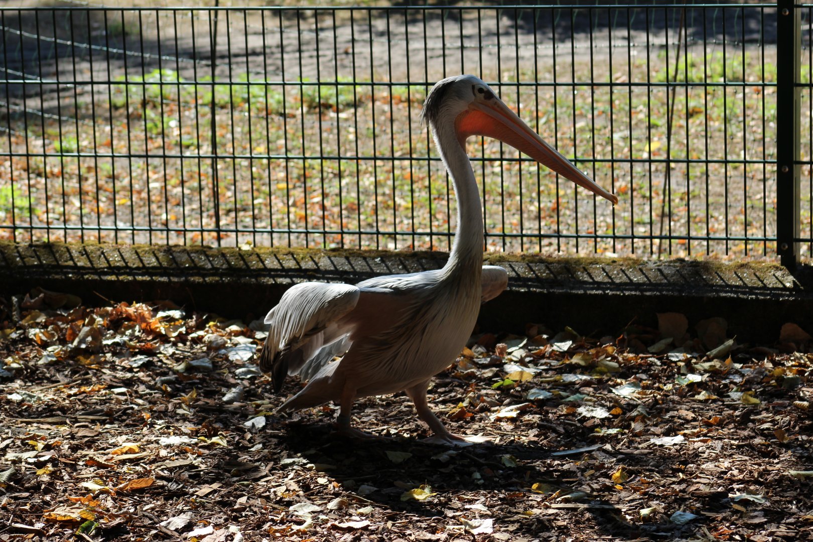 Free-Roaming Pink-Backed Pelican