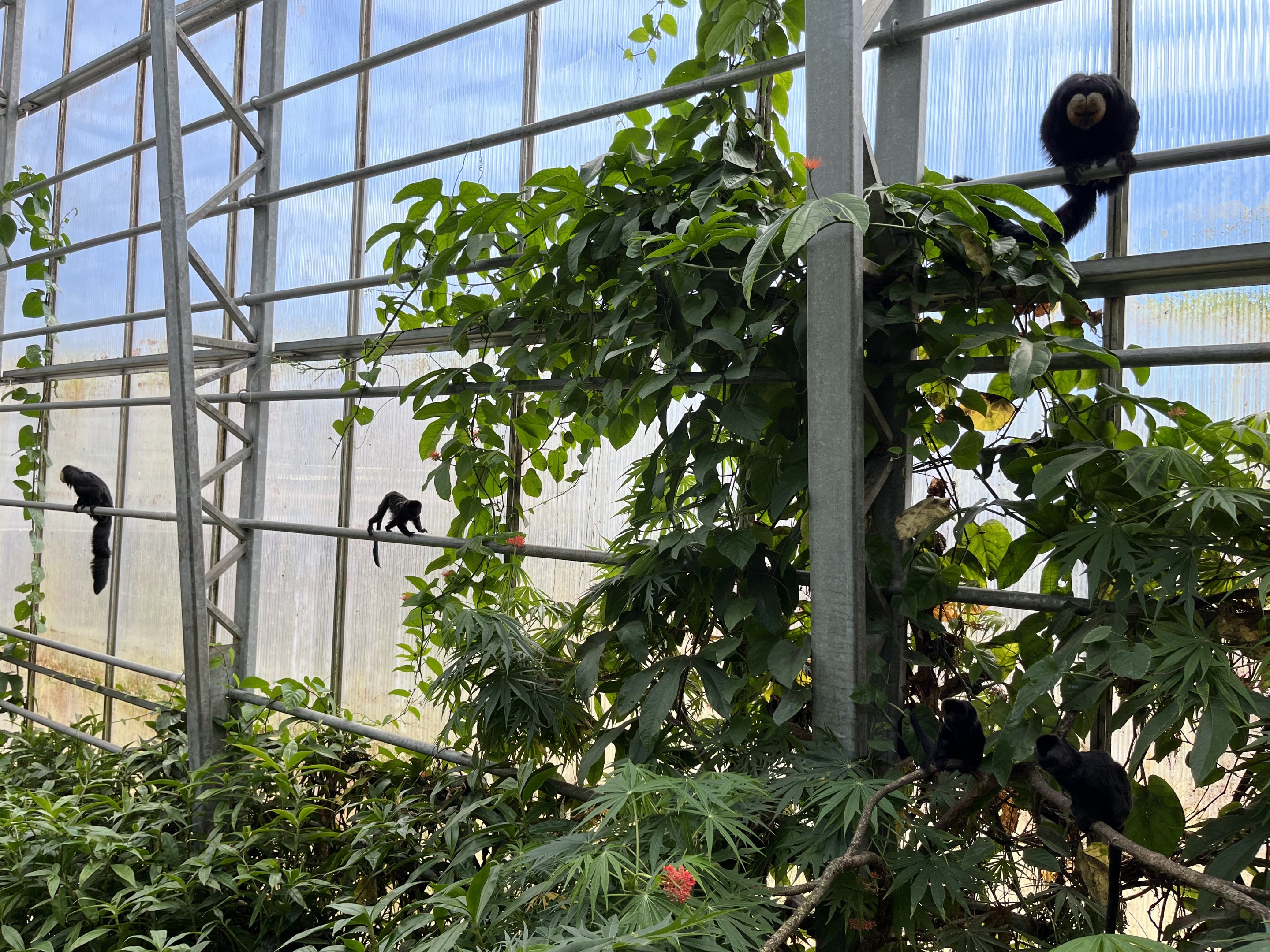 Free Roaming Primates