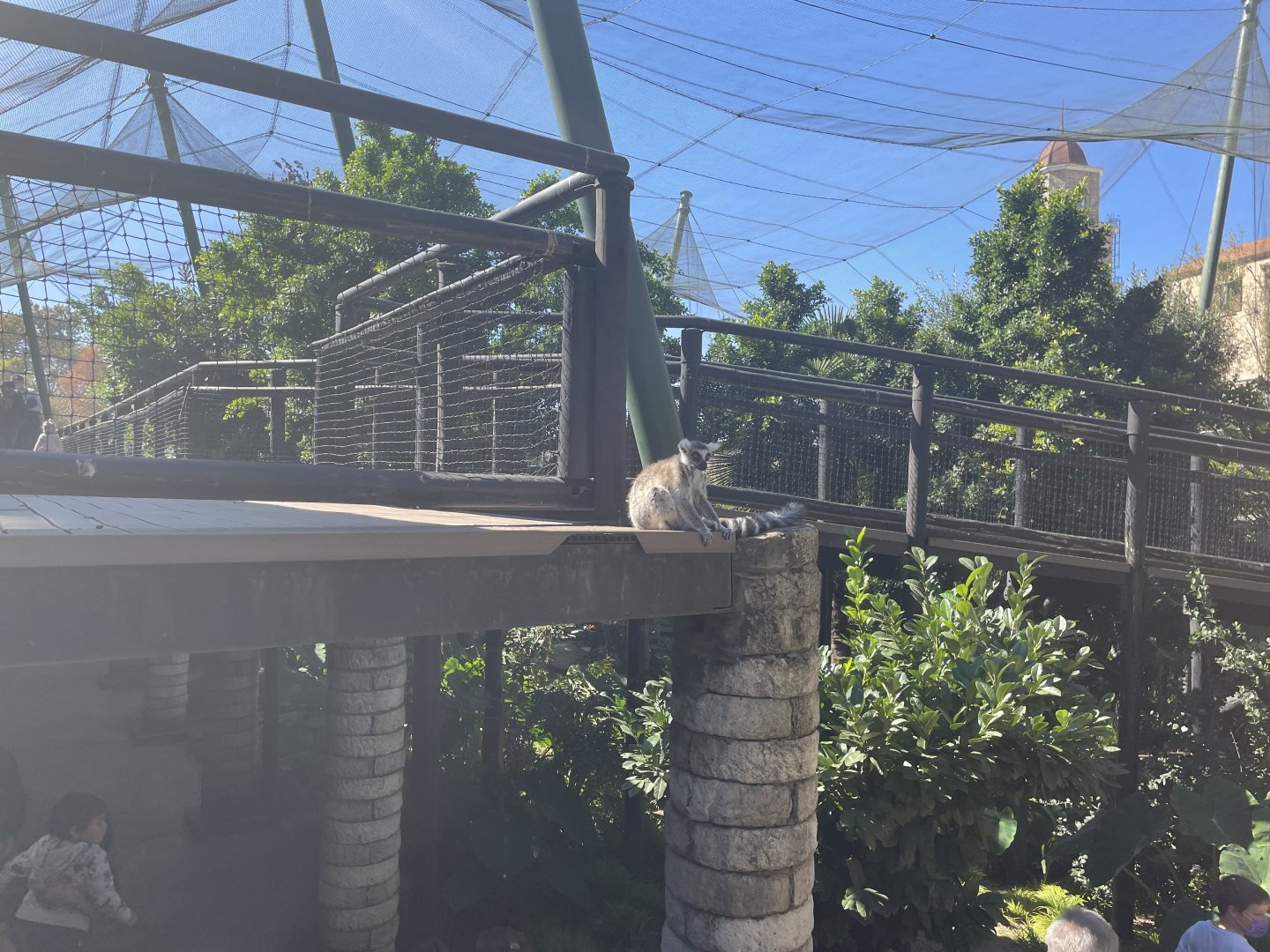 Free Roaming Ring-Tailed lemur - May 2021