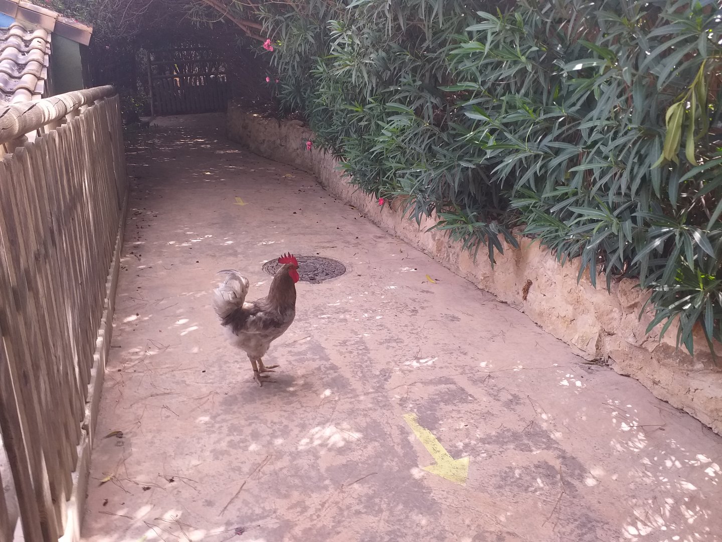 Free-roaming rooster -TerraNatura Benidorm (2021)