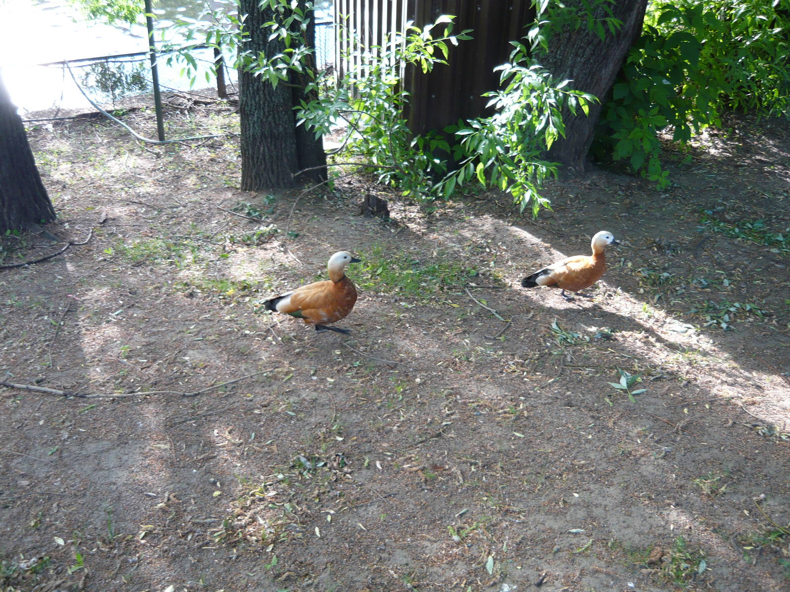 Free roaming Ruddy shelducks