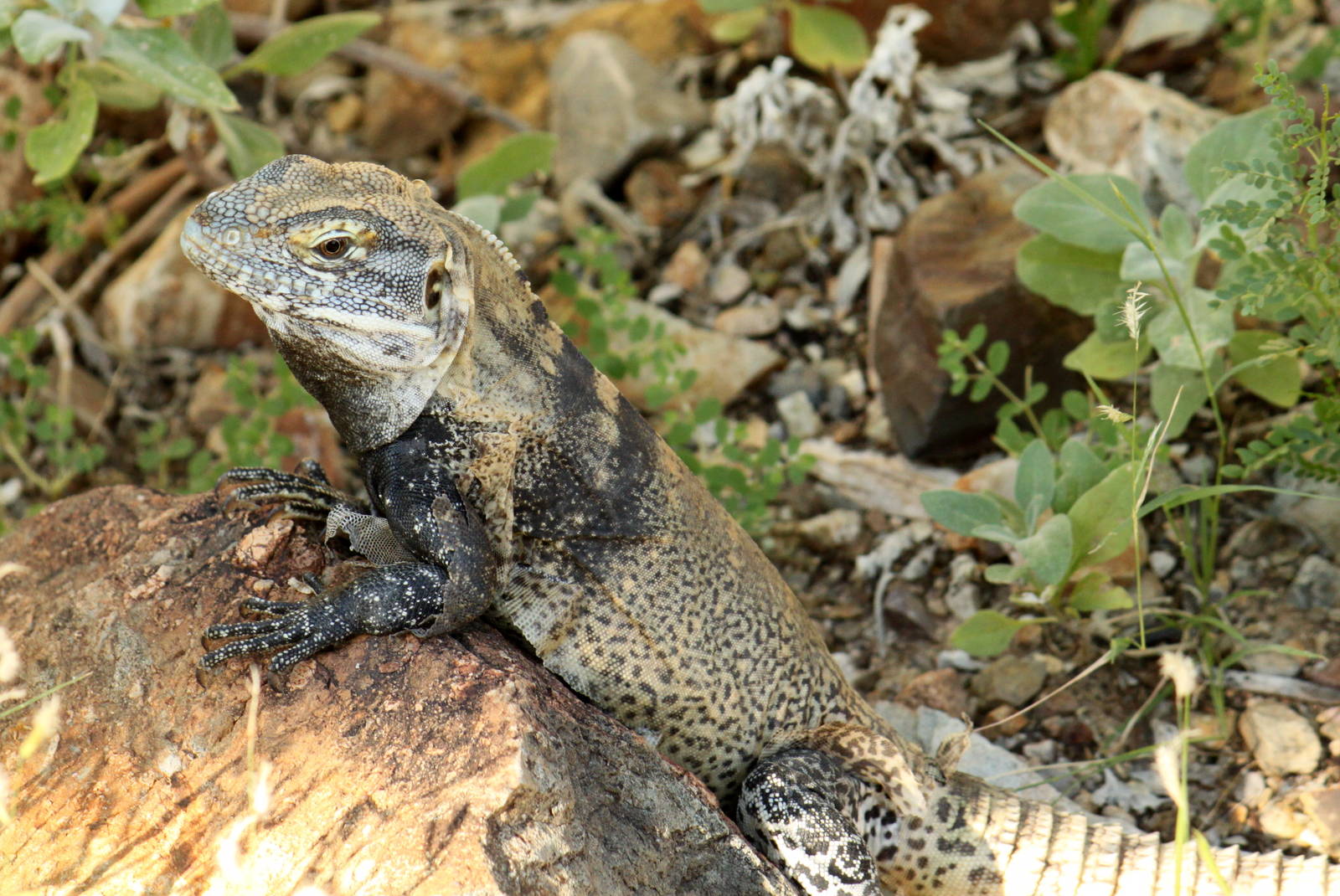 Free-roaming Spiny-tailed Iguana
