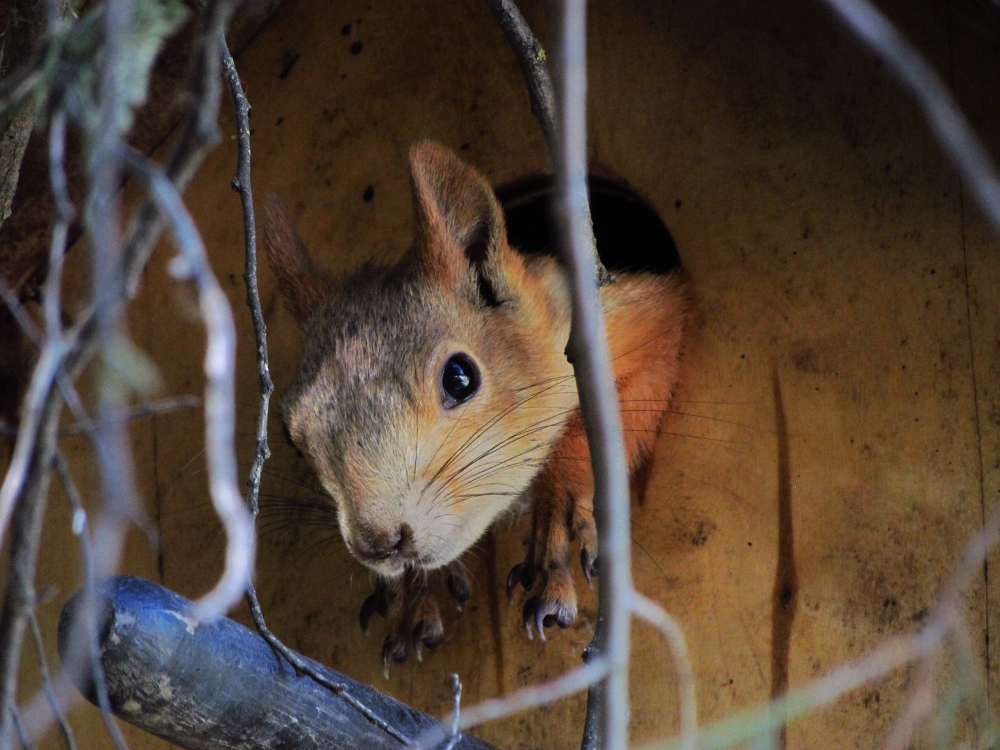 Free-roaming squirrel in birdhouse