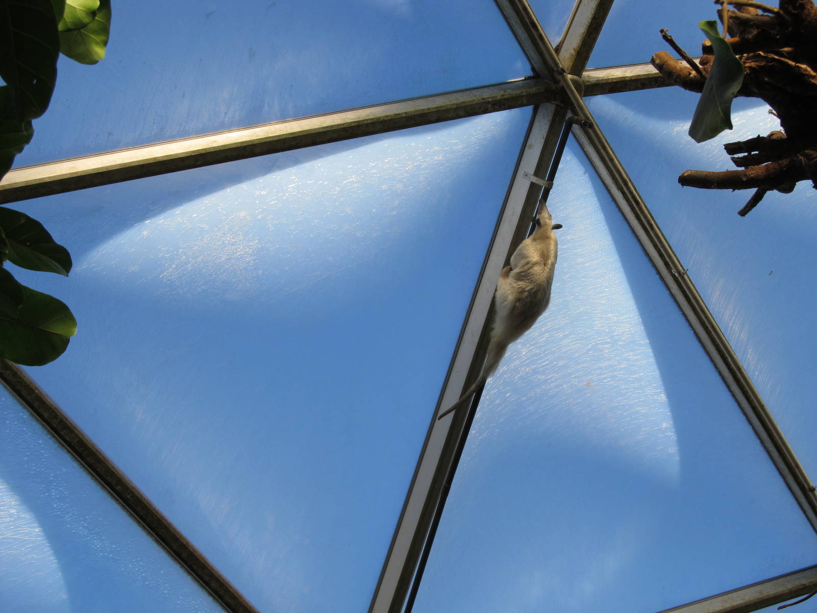 Free-roaming Tamandua