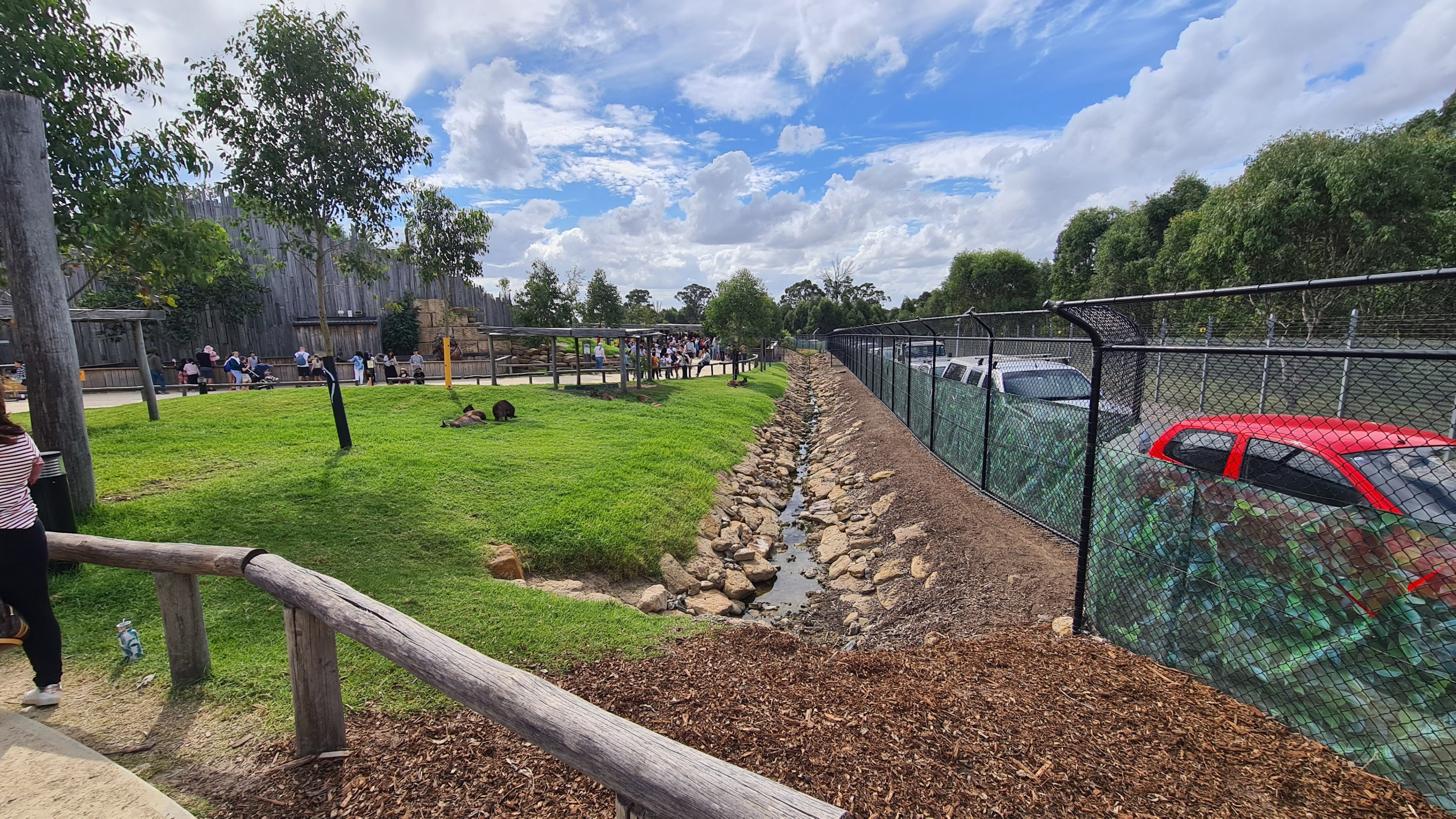 Free-roaming Western grey kangaroos