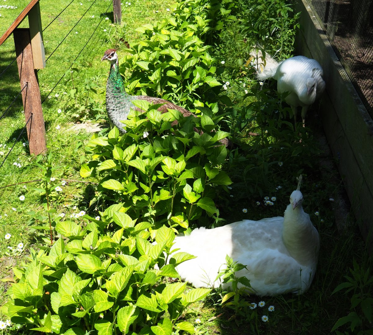 Free-roaming white and normal peafowl (Pavo cristatus), 2019-06-01
