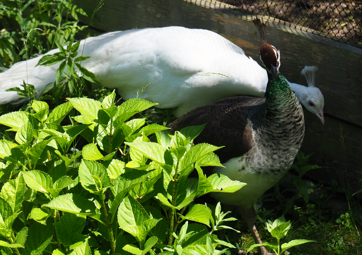 Free-roaming white and normal peafowl (Pavo cristatus), 2019-06-01