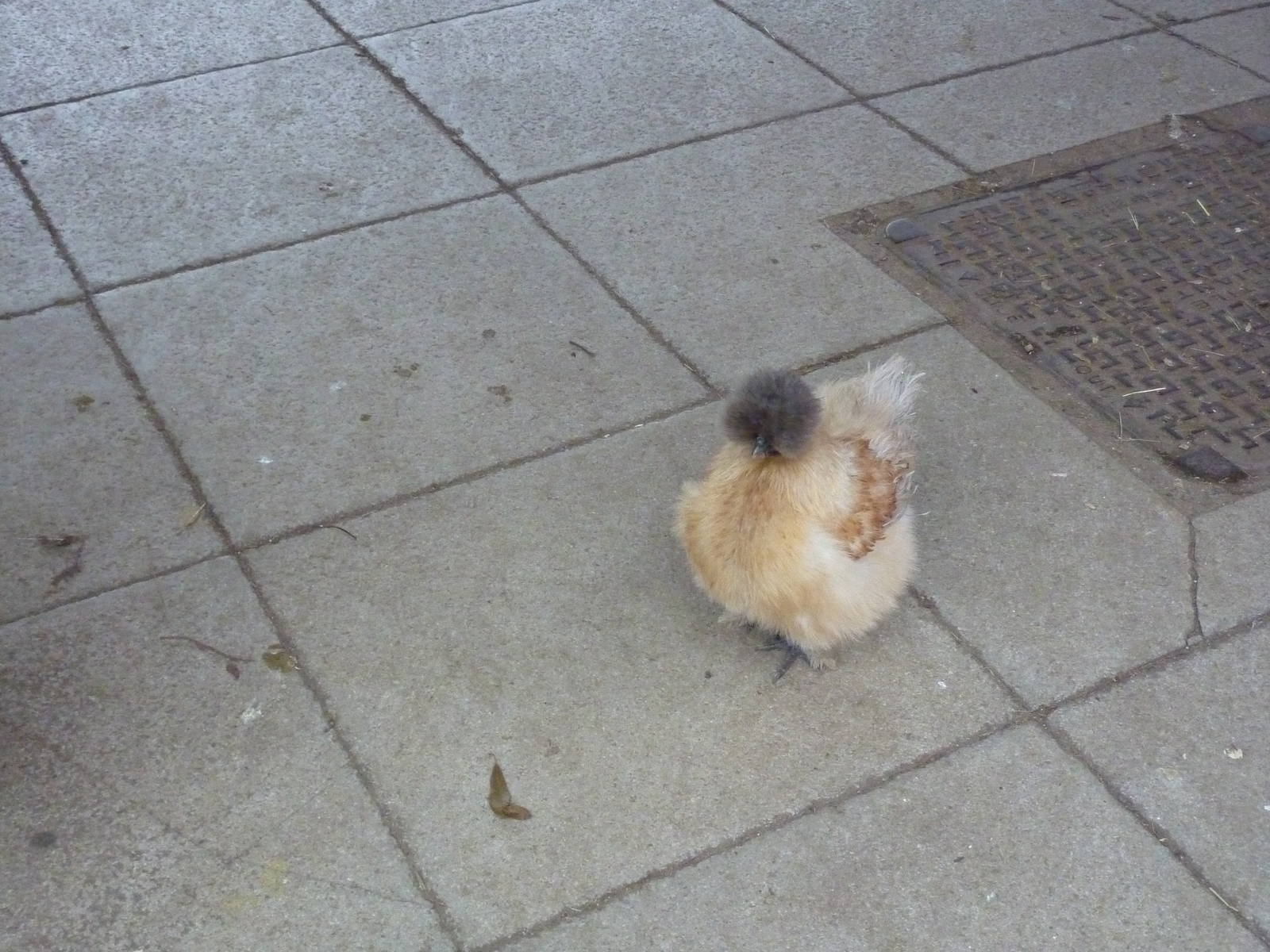 Free-running Bantam
