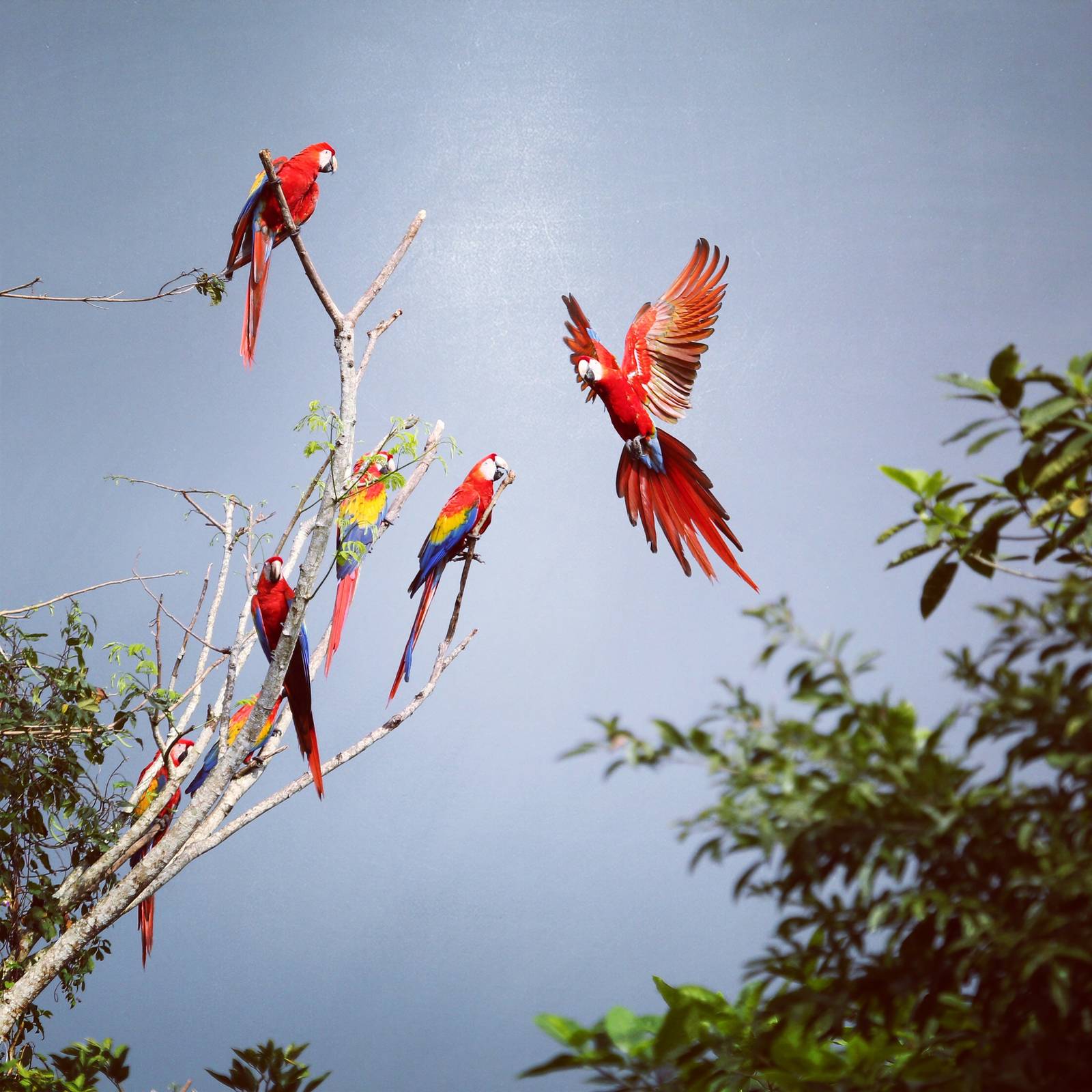 Free scarlet macaws