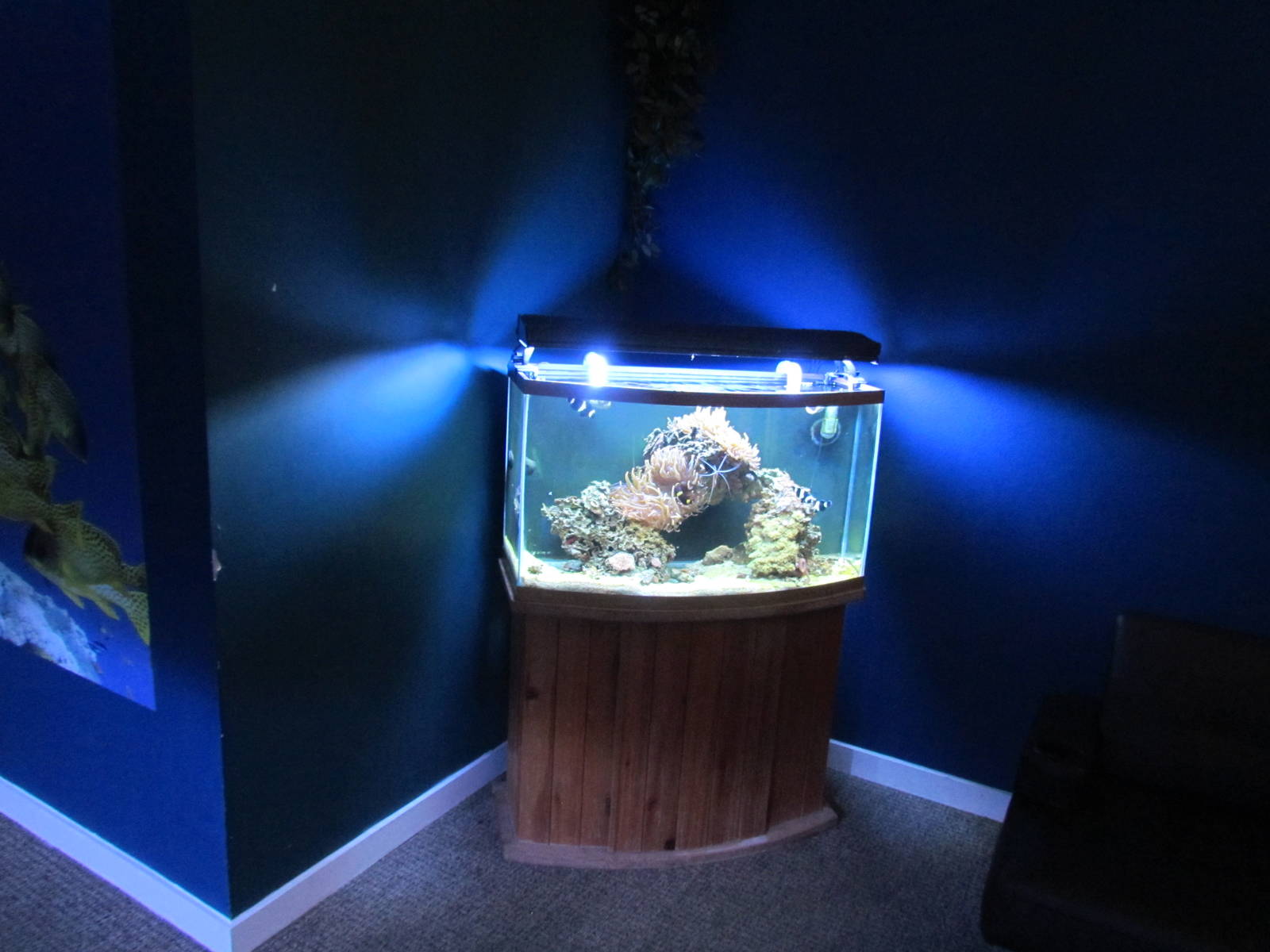 Free-standing Aquarium