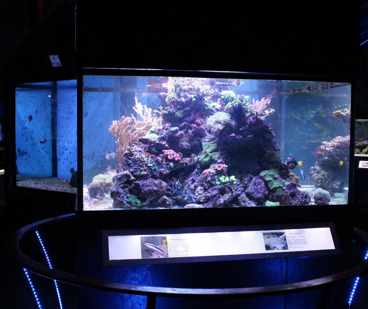 Free-standing coral-tank