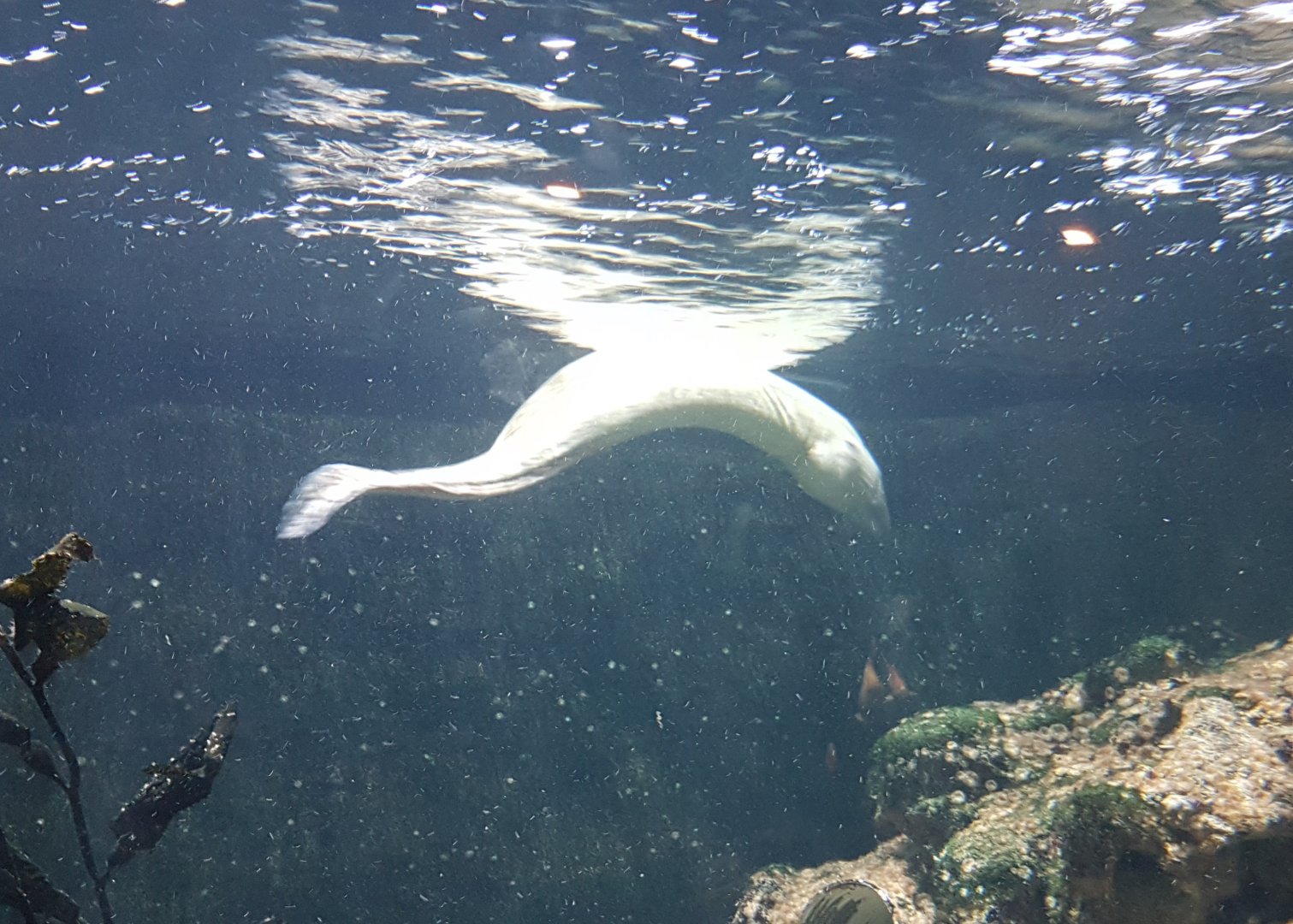 Free-swimming Mediterranean moray