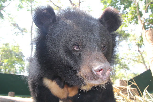 Free the Bears Tat Kuang Si Bear Rescue Centre