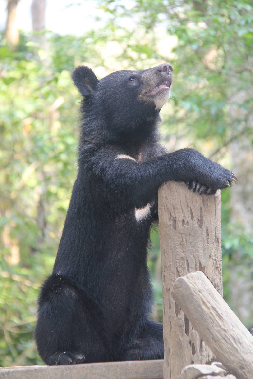 Free the Bears Tat Kuang Si Bear Rescue Centre