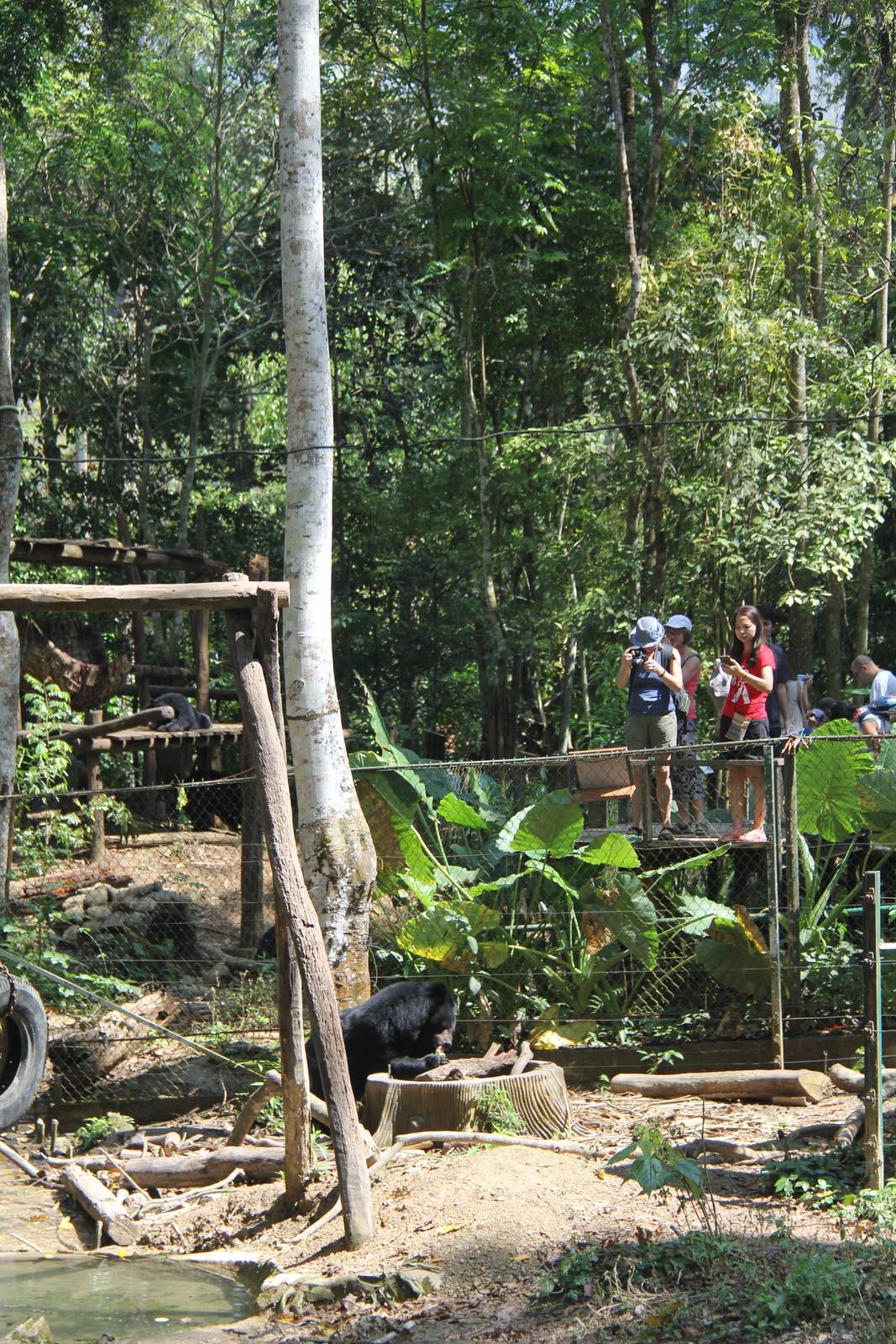 Free the Bears Tat Kuang Si Bear Rescue Centre