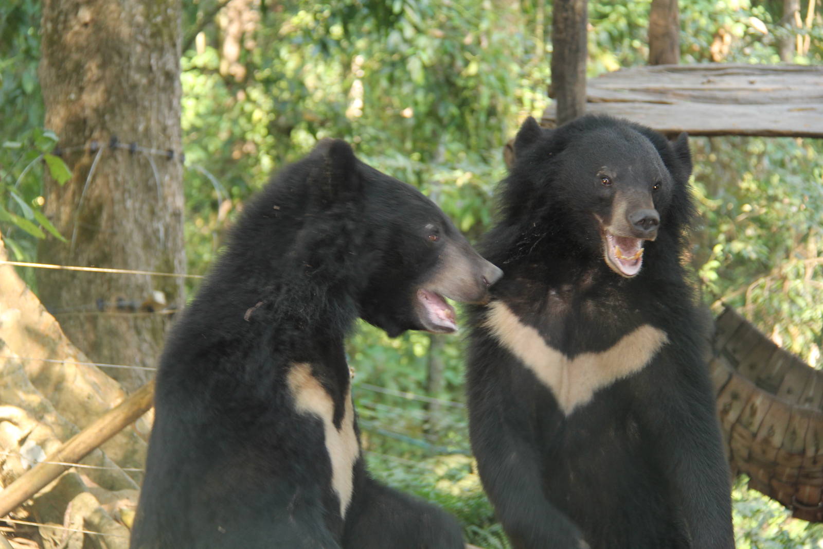 Free the Bears Tat Kuang Si Bear Rescue Centre